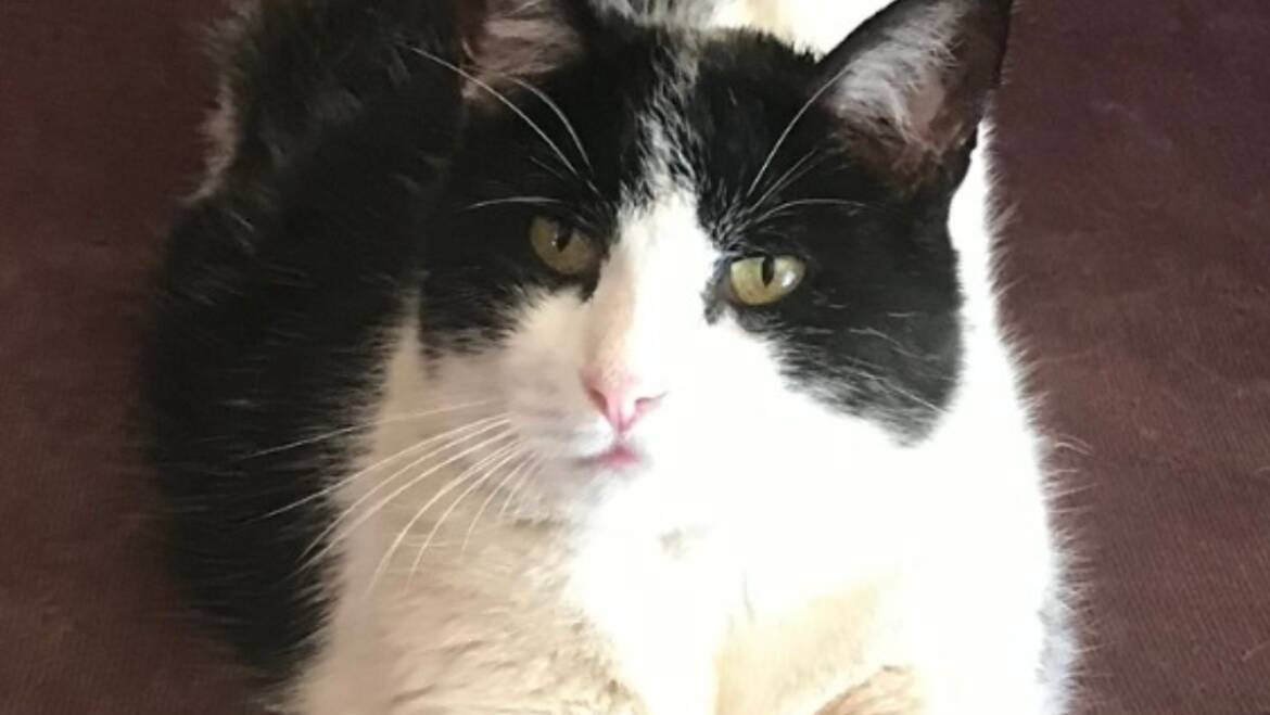 Pet Memoriam for Little Man
