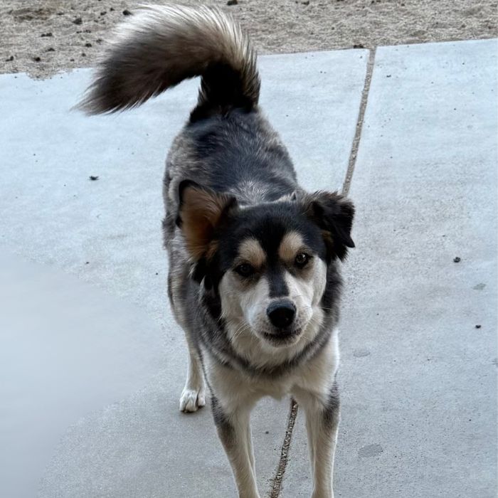 The-adorable-Husky-mix-named-Chicken.-One-of-the-adoptable-rescue-dogs-located-at-Belly-Rub-N-Grub-
