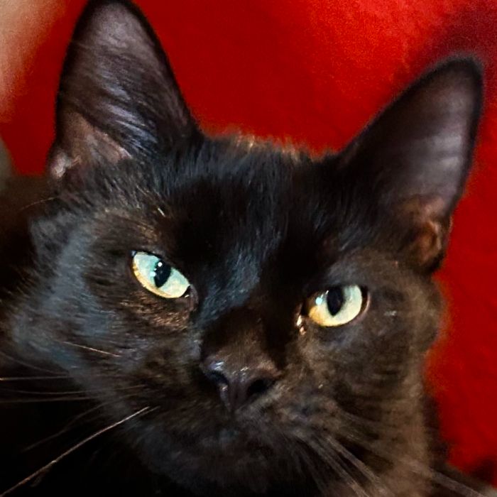 Belly-Rub-N-Grub-adoptable-Long-Haired-Black-Tabby-cat-named-Kofta