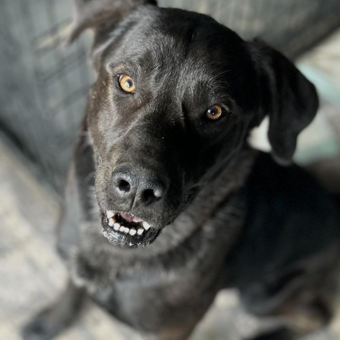 The-adorable-Mister-Handsome.-One-of-the-adoptable-rescue-dogs-located-at-Belly-Rub-N-Grub-