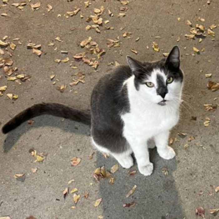 Belly-Rub-N-Grub-adoptable-charcoal-grey-and-white-Tabby-cat-named-Miss-Maybelline