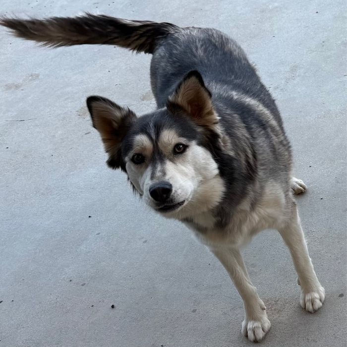 The-adorable-Husky-mix-named-Orange.-One-of-the-adoptable-rescue-dogs-located-at-Belly-Rub-N-Grub-