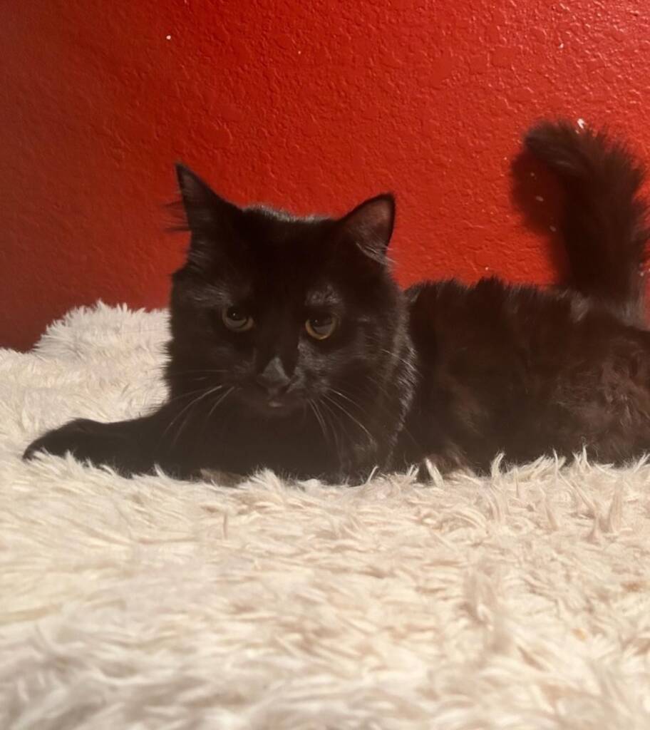 Belly-Rub-N-Grub-adoptable-Long-Haired-Black-Tabby-cat-named-Solid