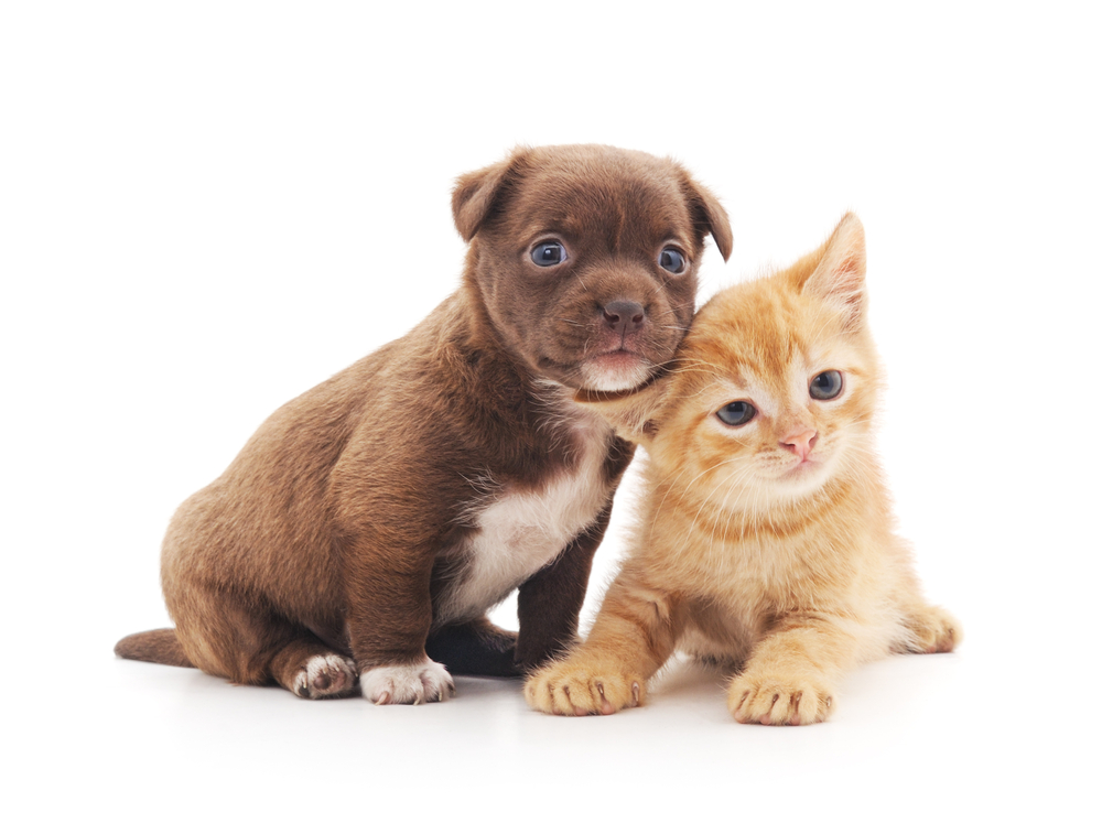 grey-puppy-and-orange-kitten-affectionately-sitting-cheek-to-cheek grey-puppy-and-orange-kitten-affectionately-sitting-cheek-to-cheek