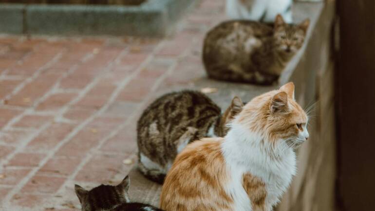 Feline Trap, Neuter, & Return